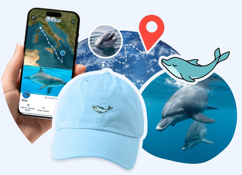 Dolphin Adoption Cap
