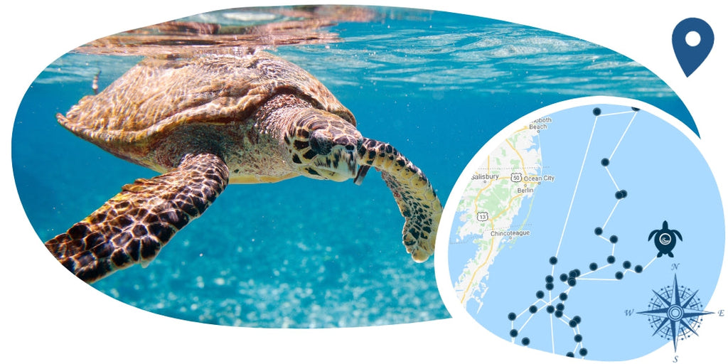 Turtle Tracking Bracelet