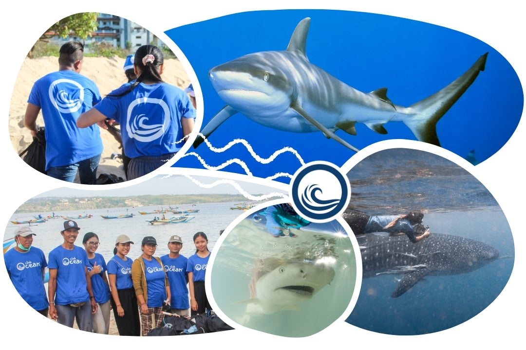 Shark Adoption Cap
