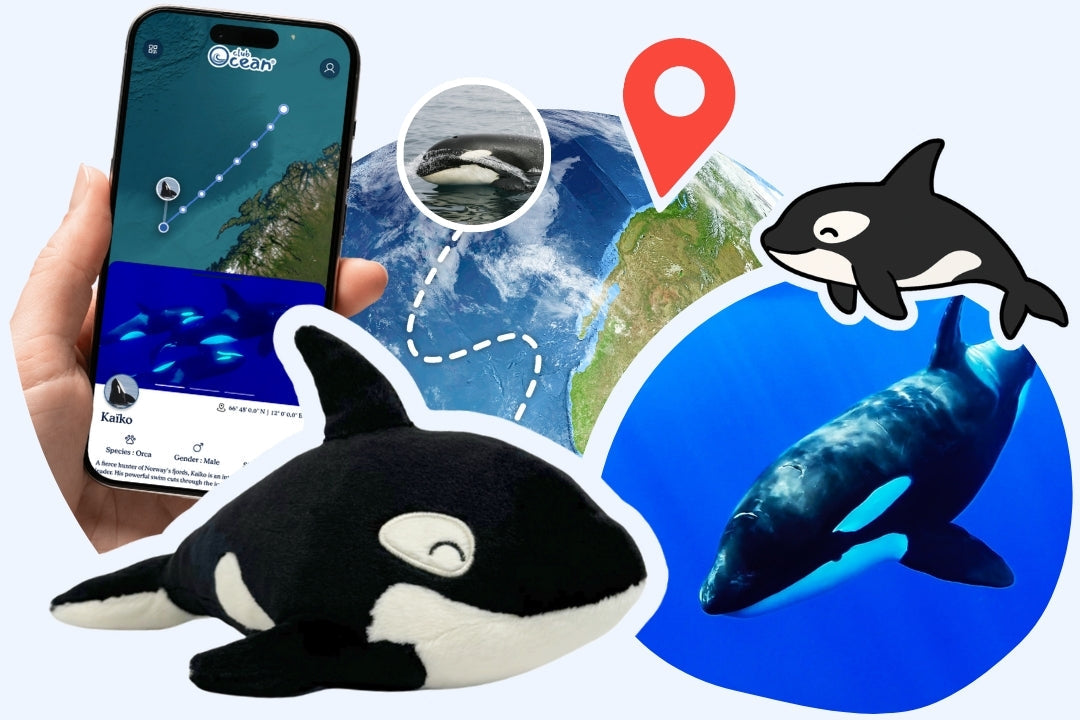Orca Plushie