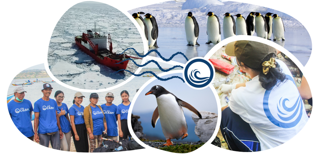 Penguin Adoption Cap